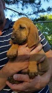Bloodhound Puppy For Sale In Deatsville Al Adn 28822 On Puppyfinder Com Gender Female Age 6 Weeks Old Bloodhound Puppies Hound Puppies Basset Puppies