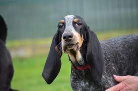 Image result for malý modrý gaskoňský honič