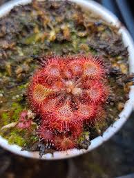 Image result for Drosera burkeana