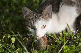Feral Cats