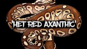 Local reptile breeders or shows will commonly sell its ball pythons for $50 to $175. The Het Red Axanthic Ball Python Youtube
