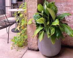 It is indicative of the fact that the plant is getting damaged due to the sun. Peace Lily Brown Tips What S Going On Indoor Plants World