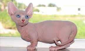 Breeders that ship sphynx cats. 5 Hairless Cat Breeds Syphnx Elf Lykoi And More Cat Breeds Bambino Cat Russian Blue Cat