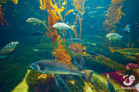 Great Fish Swim Gifs On Pandagif Best Fish Swim Gifs Fishes fan club 924 wallpapers 64 art 623 images 163 avatars 499 gifs 201 covers. great fish swim gifs on pandagif best