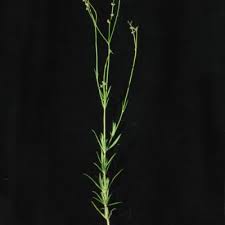 Image result for Kohautia microflora