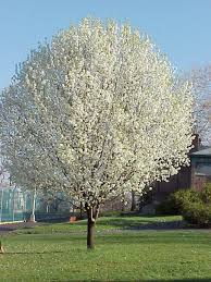 And because we've carefully selected and maintained a diverse medley of pear trees that vary in size, flavor and growing season, we're able to ship the right tree for your landscape directly to your door. Dnr Avoid Planting Ornamental Pear Trees
