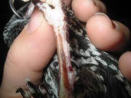 Check spelling or type a new query. Bengkak Pada Pembuluh Darah Di Kaki Burung Ini Cara Mengobatinya Om Kicau