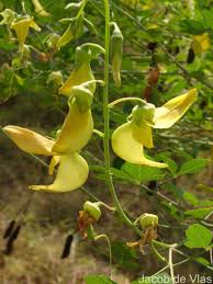 Image result for Crotalaria laburnifolia