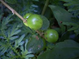 Image result for Canthium glaucum