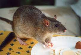 Rodents and other pests will cause a lot of damage to your property. 8 Steps To Take To Keep Rats Out Of Your House Triangle Pest Control
