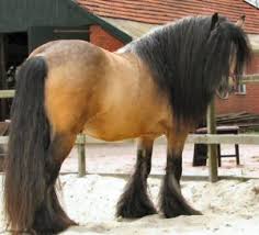 The registry was created in 1996 by dennis and cindy thompson, and the first two gypsy vanners, two fillies named bat and dolly, arrived in november of that year, to be followed shortly by 14 others. Gypsy Vanner Horses