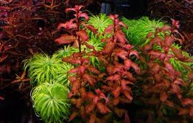 Image result for Ludwigia senegalensis