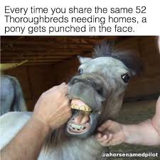 52 Thoroughbreds Horse Meme Thoroughbred Horses