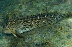 Image result for Phaulopsis sangana