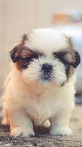 Papel De Parede De Cachorro Para Android Apk Baixar Parte de uma fotografia que fica atrás do foco principal; cachorro para android apk baixar