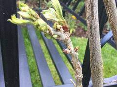 Wisteria Flower Or Leaf Buds