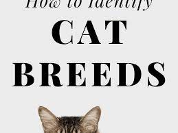 How To Identify Cat Breeds From Ear Tufts To Fluffy Tails Pethelpful
