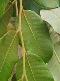 Image result for Parinari excelsa