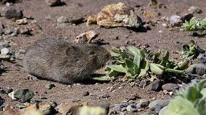 How to get rid of voles in a vegetable garden. 7 Best Ways To Get Rid Of Voles In 2021 Pro Guide