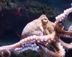 Octopus sea animal
