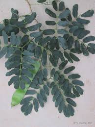 Image result for Albizia lebbeck