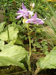 Image result for Calanthe sylvatica