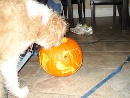 How much pumpkin should you give? How Much Pumpkin For Dog Cheap Buy Online