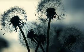 Free for commercial use ✓ no attribution. Free Download Black And White Dandelion Wallpaper 1680x1050 For Your Desktop Mobile Tablet Explore 48 Black And White Dandelion Wallpaper Black And White Dandelion Wallpaper White And Black Wallpapers