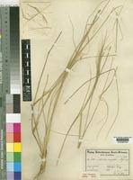 Image result for Aristida stipitata