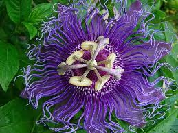 Passion Flower No It S Not Fake Flowers Amazing Flowers Passion Flower
