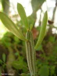Image result for Kleinia longiflora