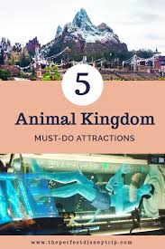 Top 5 Animal Kingdom Attractions Animal Kingdom Attractions Disney World Rides Disney World Christmas