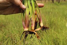 Image result for Xyris obscura