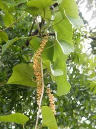 Image result for Chasmanthera