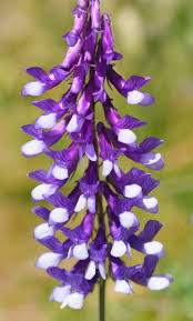 Image result for Vicia villosa