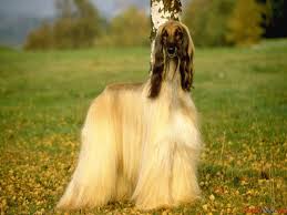 Afghan Hound Is Very Beautiful Elegant And Graceful Dog Having Long Silky Hair Afghan Hound Dog Breeds Dog Breed Info