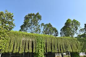 ~ syarikat bekalan air selangor sdn. Green Canopy By Garis Architects Spans A Community Centre
