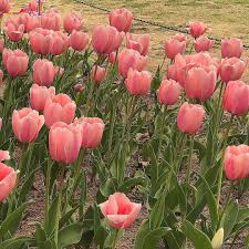 Vintage, flower, background, watercolor, floral, border, garden. Posts