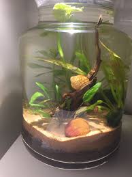 My Shrimp Vase Has Been A Great Success Lots Of Plants Dirt Sand Wood And 4 Cute Yellow Shrimps Betta Aquarium Container Water Gardens Shrimp Tank