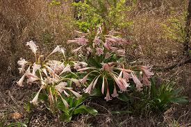 Image result for Crinum stuhlmannii