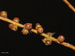 Image result for Melaleuca leucadendron