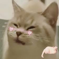 If you feel consequently, i'l m show you some image yet again down below Cats Memes En Espagol And Gatos Image 6848435 On Favim Com