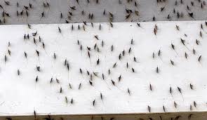 The fly angler uses a longer and lighter rod than those used for cast and spin fishing. Annual Shad Fly Invasion In North Bay Ctv News