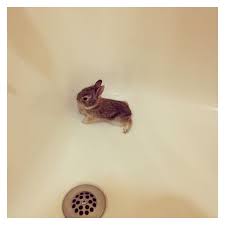 Rabbits clean themselves whenever they feel dirty by licking their paws and wiping them on dirty areas. Designer Clothes Shoes Bags For Women Ssense Cute Baby Animals Baby Animals Funny Cute Little Animals