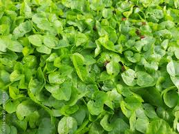 Image result for Macrotyloma uniflorum