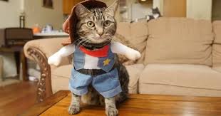 First up is this timeless, leopard skin cowboy hat with leather and star details. Cat In Cowboy Costume Stock Video Pond5