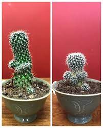 These plants are unique and good houseplants since they require little maintenance to survive. Do Succulents Shrink Left Was May 2018 Right Today The Pups Have Grown But The Parent Got Shorter Succulents