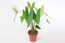Alocasia tigrina/zebrina at home depot by gina1960: How To Care For Alocasia Zebrina Smart Garden Guide