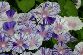 Image result for Ipomoea venosa
