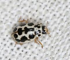 Black Beetle Stink Bug Marsh Lady Beetle Anisosticta Bitriangularis Photo By Lynette Elliott Via Bug Guide In Washington State They Are Foun With Images Lady Beetle Black And White Beetle